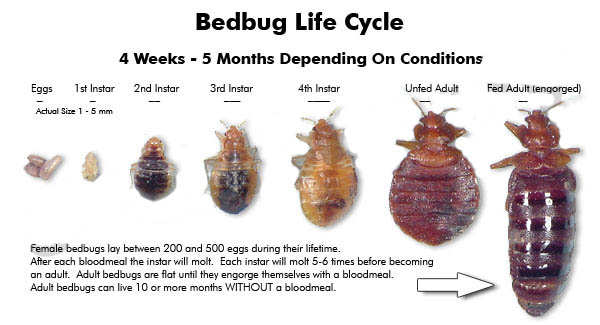 Bedbug-Life-Zyklus