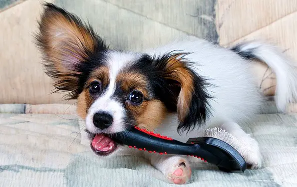 Dog-Hair-Brush