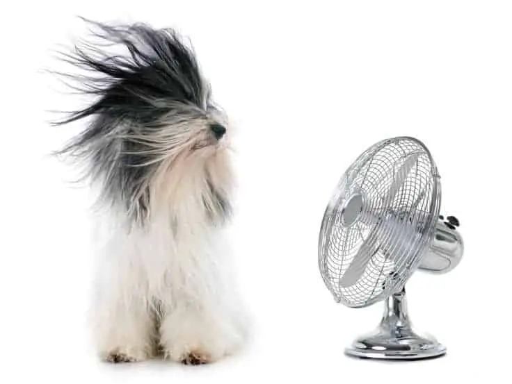 Dog-with-Fan