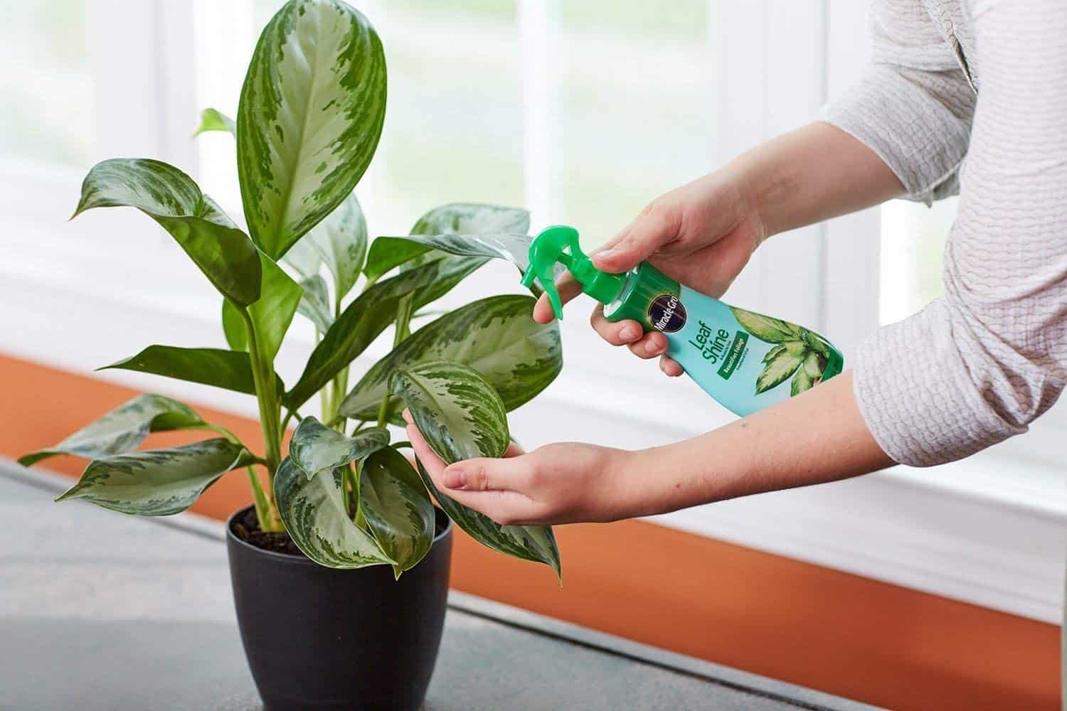 How To Make Your Plants Shine