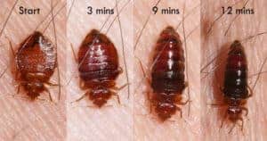 bed-bug-feeding-300x158