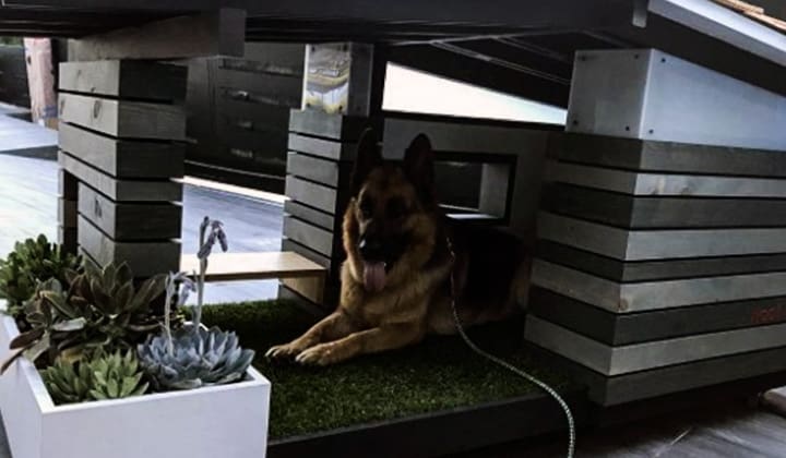 The-Doggo-House-with-A-built-in-lawn