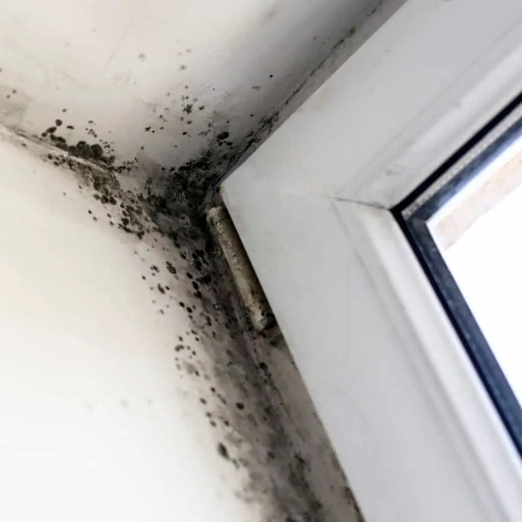 What is mold