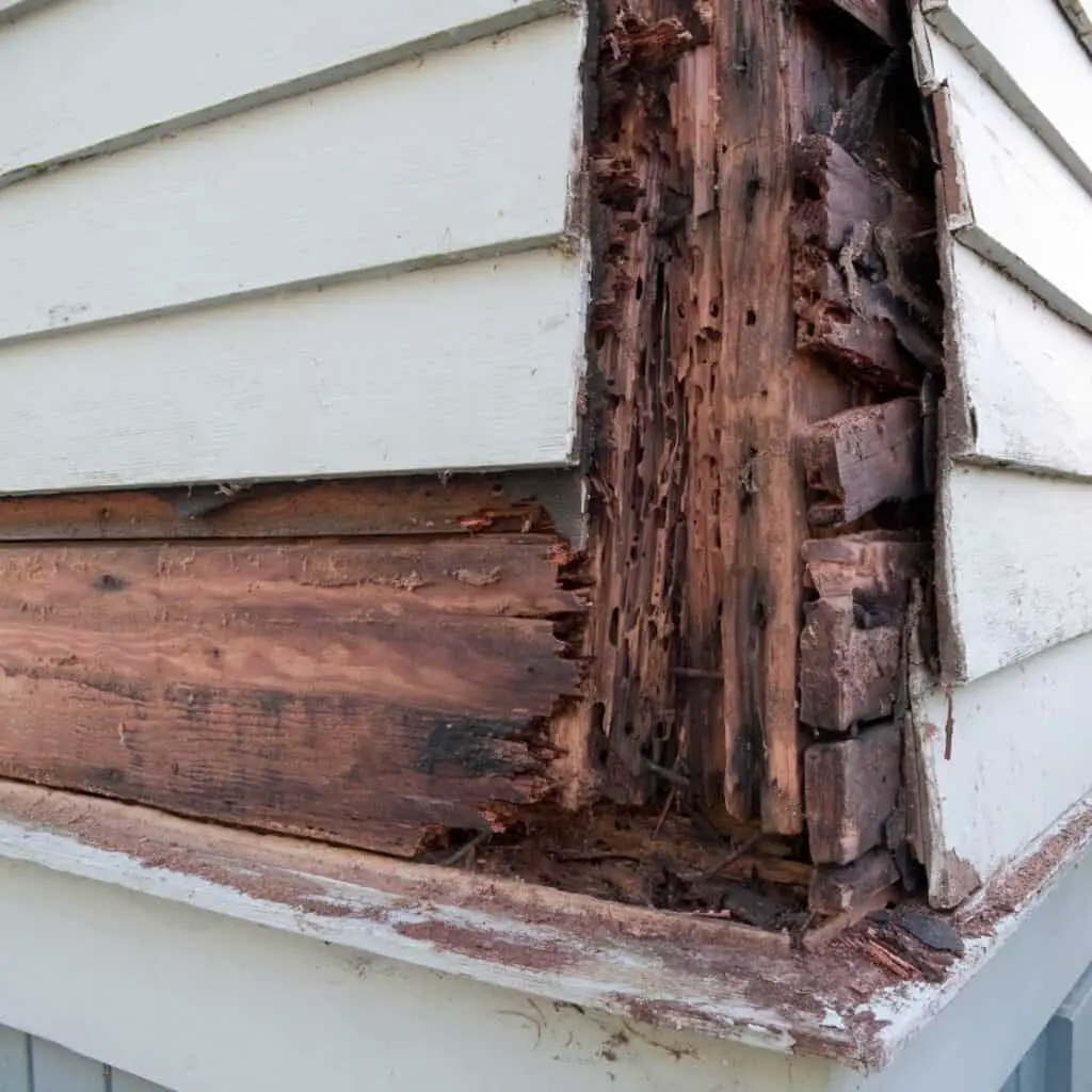 What is wood rot